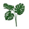 Stickdatei Monstera Blumen Blatt